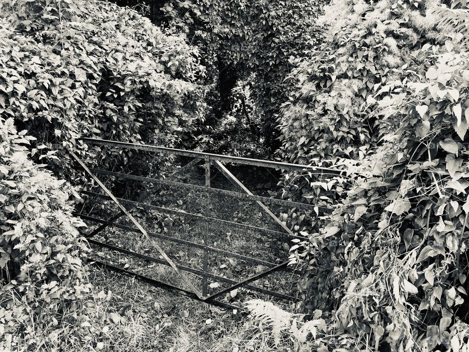 This one takes the black and white gated scene, which do you prefer colored or black and white.