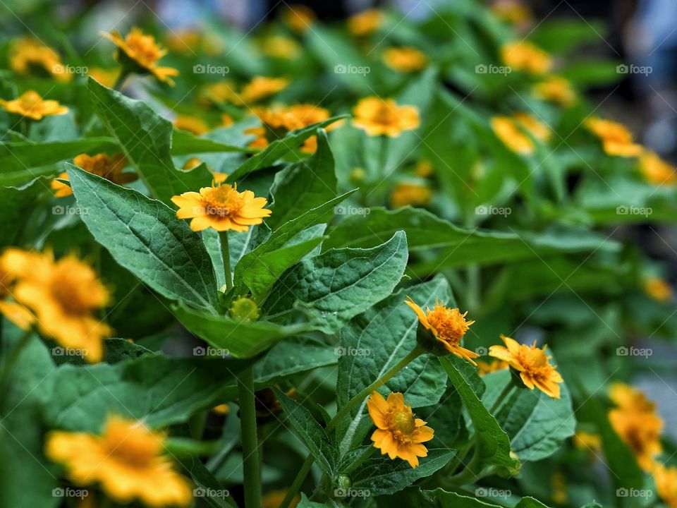 yellow flower