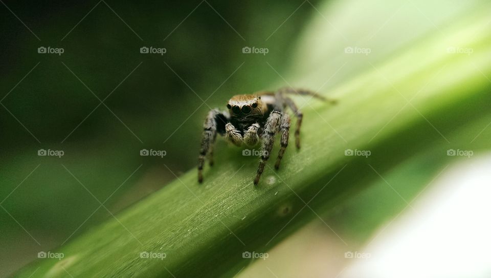 Tiny Jumper. Macro of a jumping spider