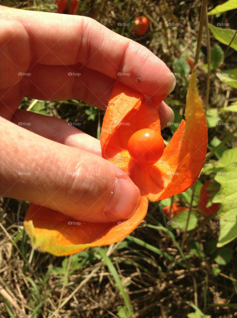 Physalis fruit