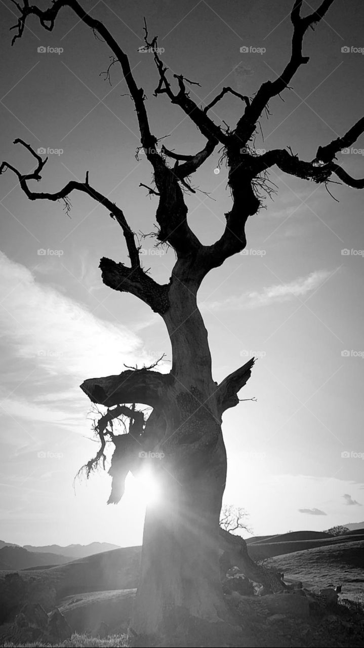 Mystical tree