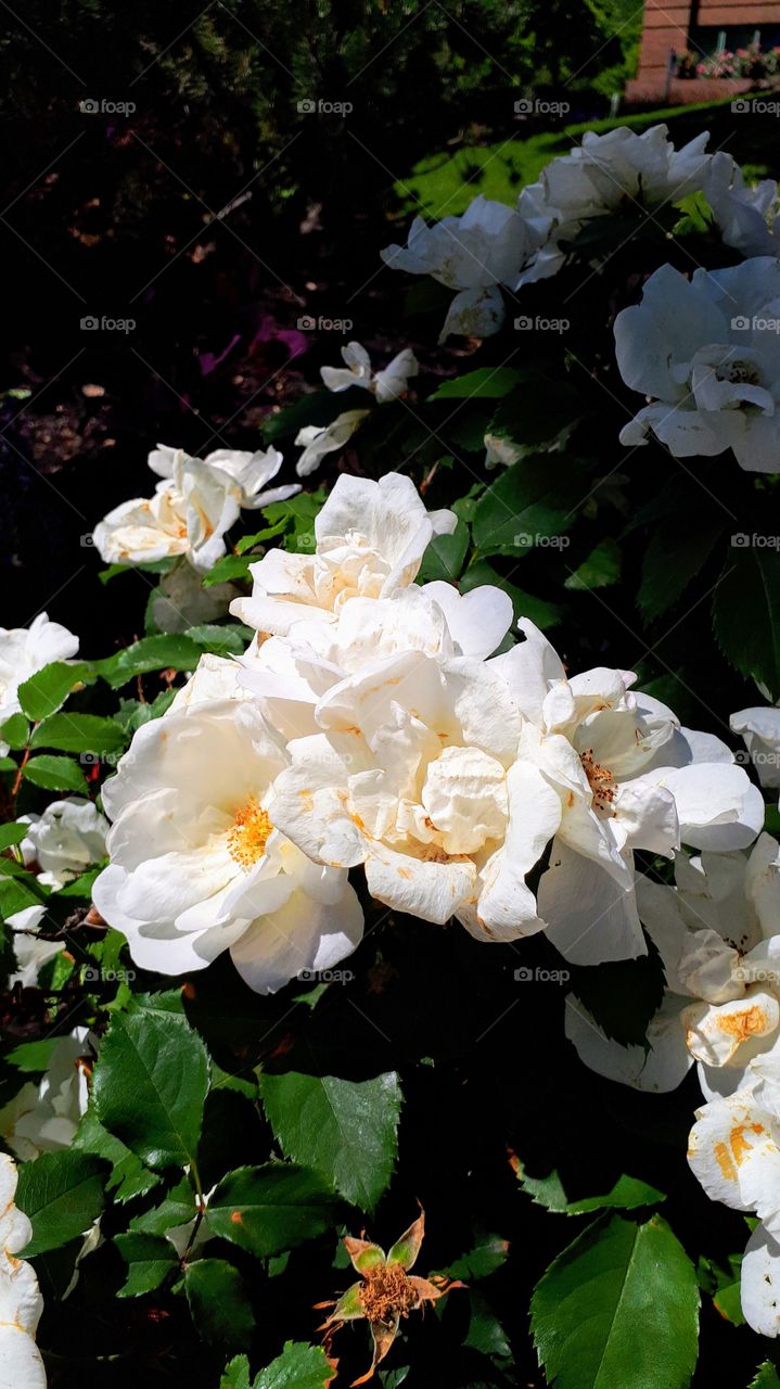 Yellow and white Camellias on leaves