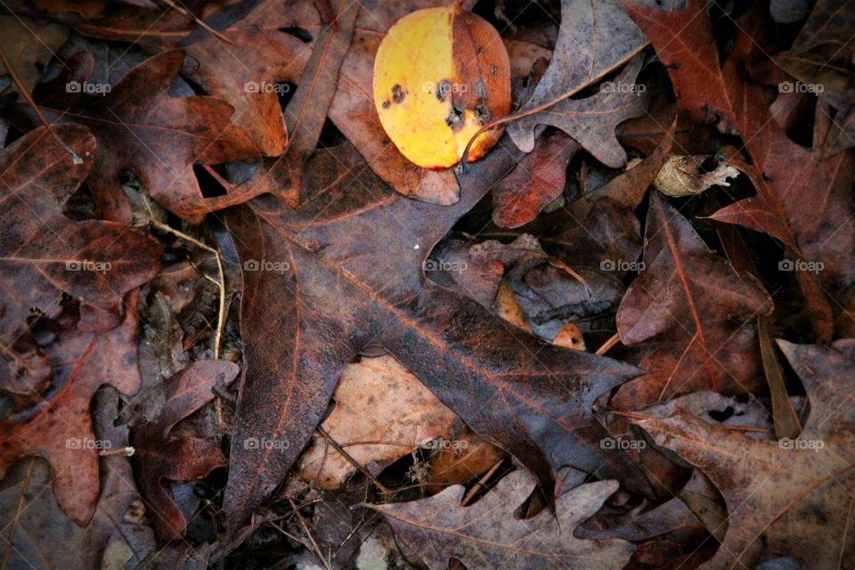 a ned of leaves