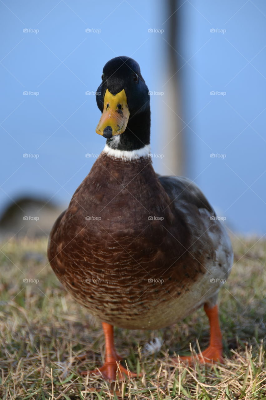 Duck Lover