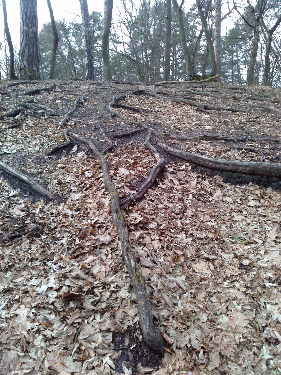 roots of all trees