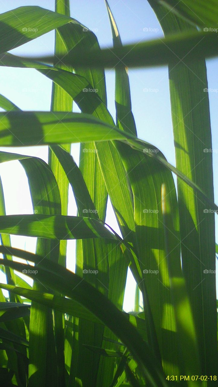 Wheat plant leaf focused closely