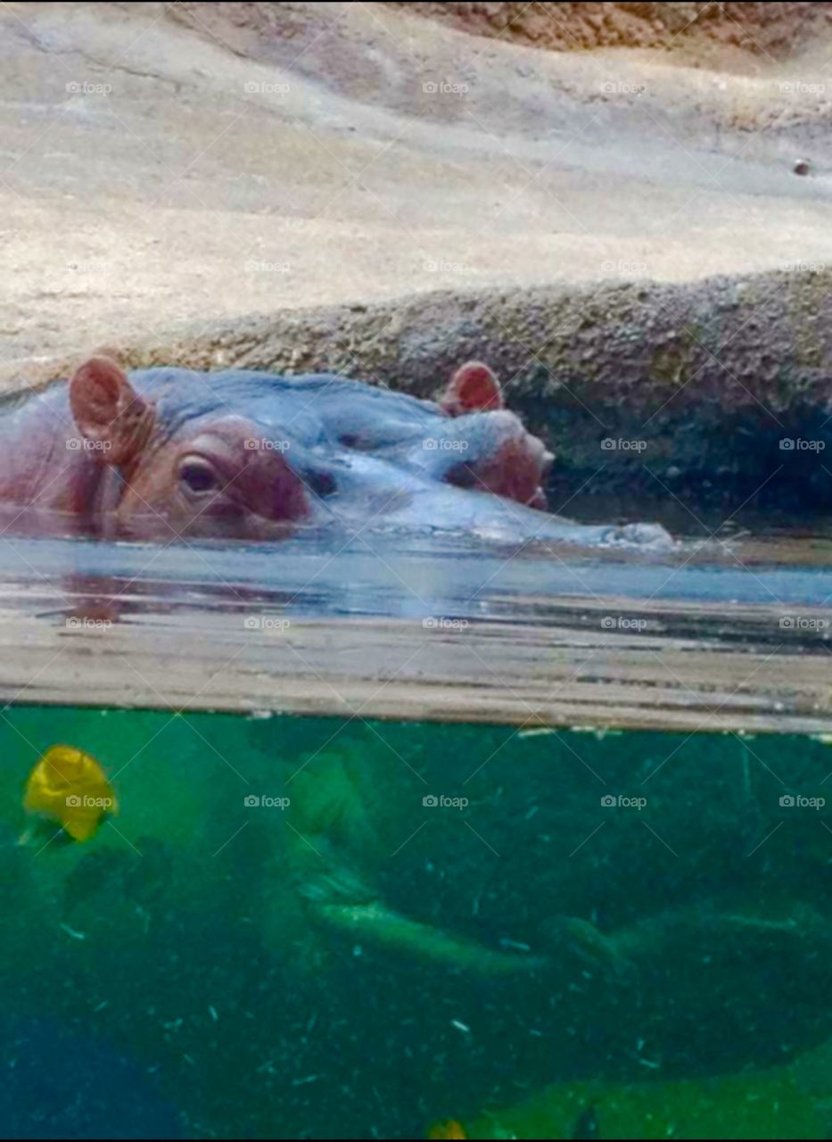 Hippo. Hippopotamus at the San Antonio Zoo