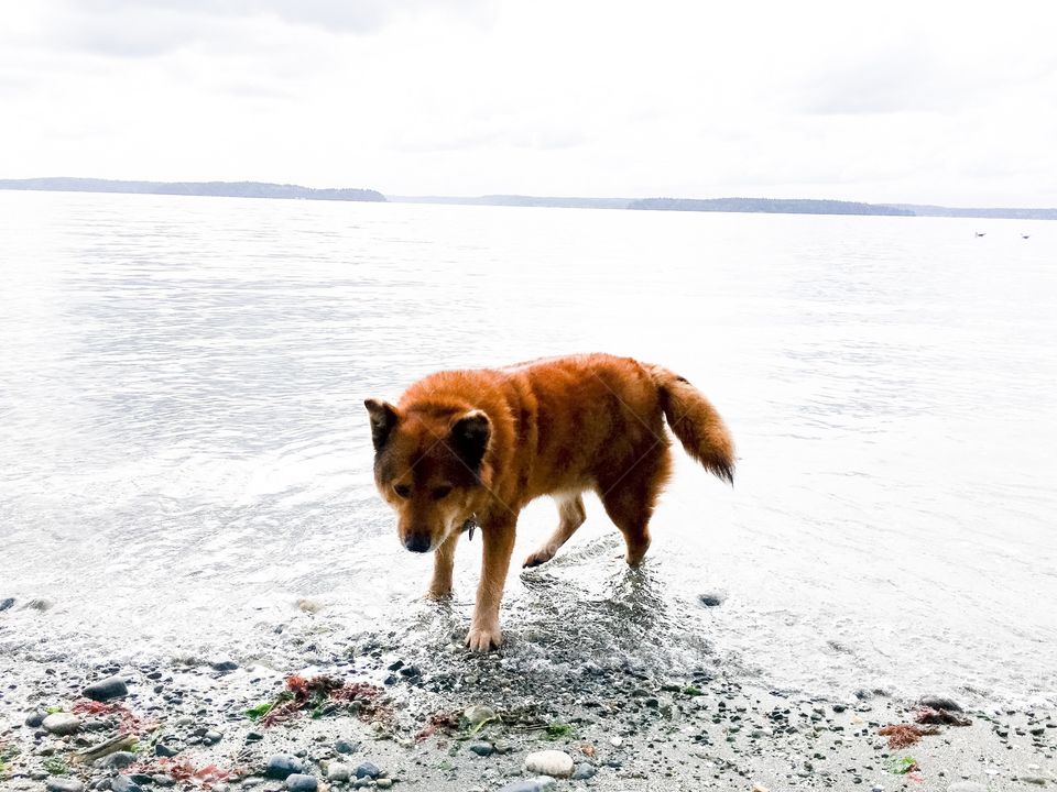 Dog at beach