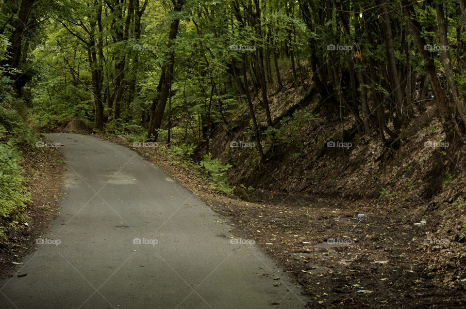 road in the forest