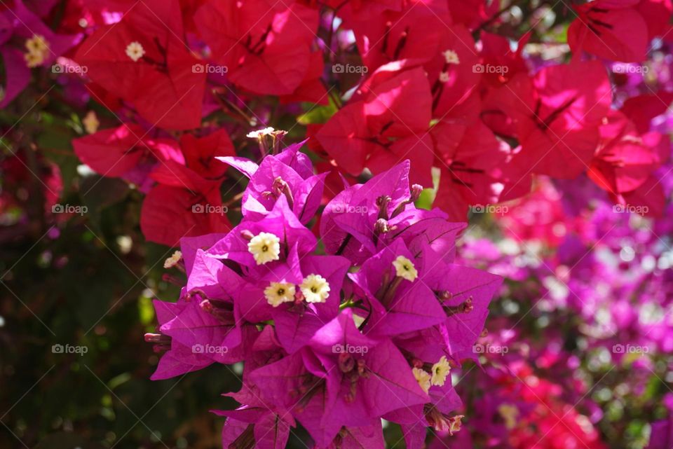 Springs#nature#flowers