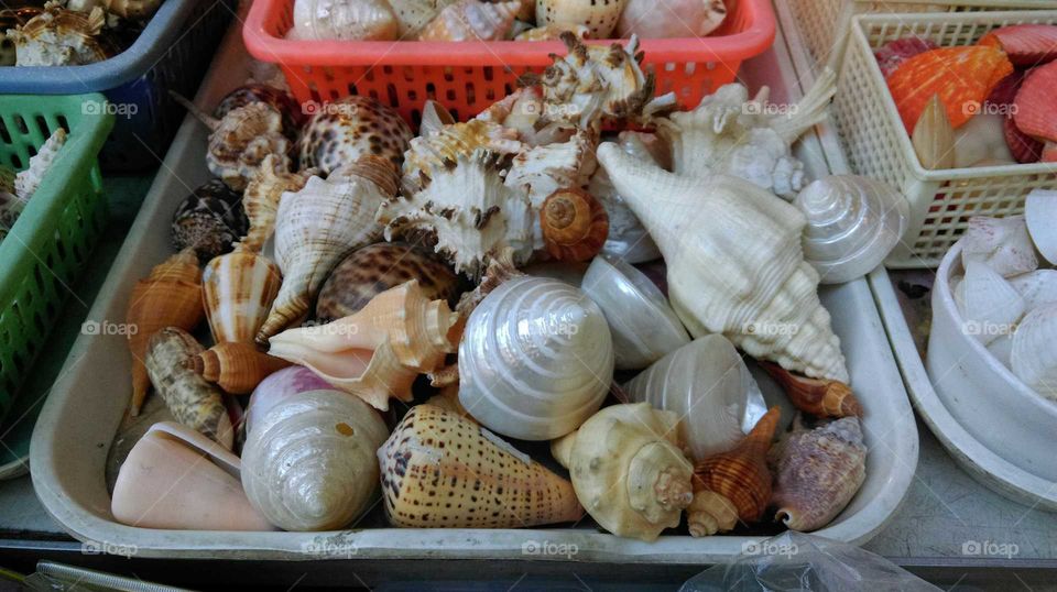 Seashell,souvenir from the Sea.