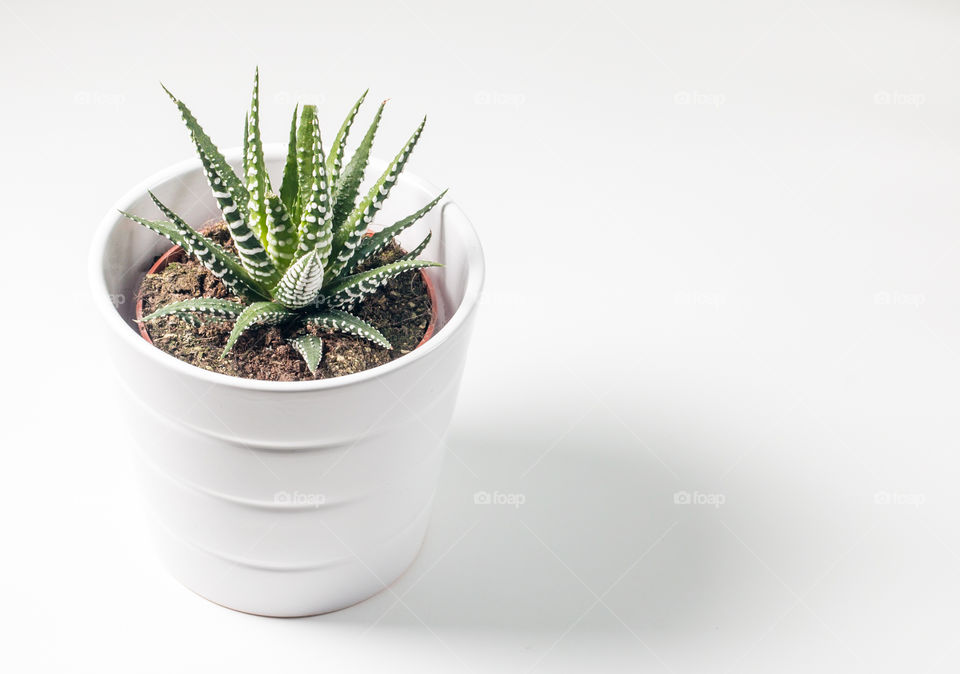 Haworthia (Zebra Cactus) Succulent Window Plant In Pot Isolated In White Background