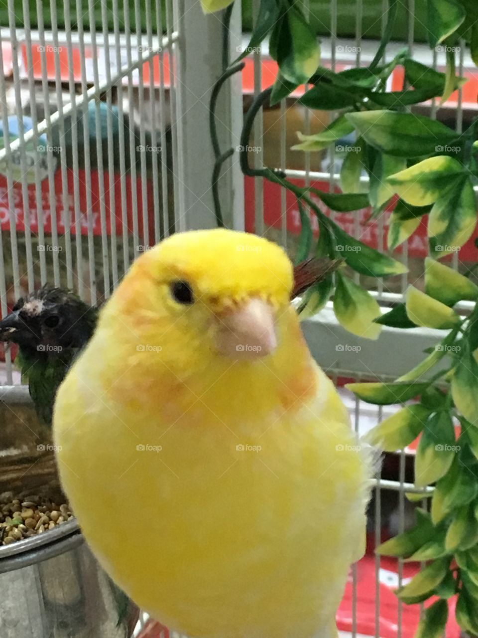 Yellow bird at the pet store 