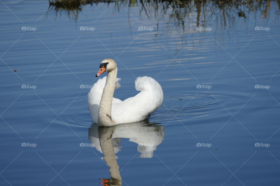 Swan
