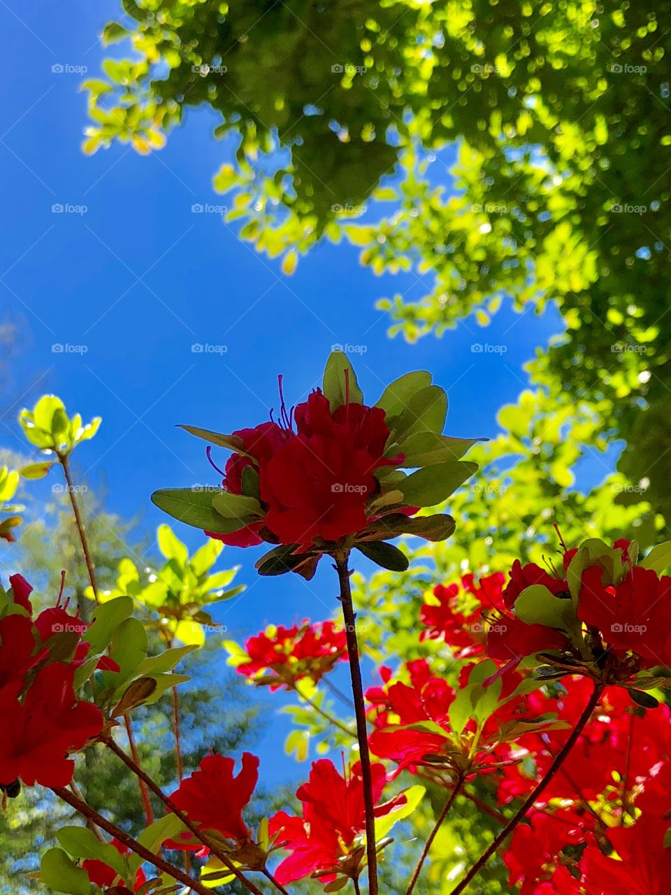Red Flowers and green leaves extending skyward against a backdrop of blue sky. Bold, vibrant colors. 