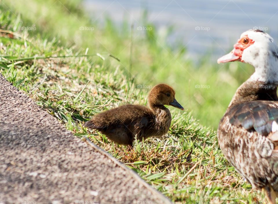 A Muscovy ducking sits on the grass next to a footpath, watched over by its parent along the Rio Nabão in Tomar, Portugal 