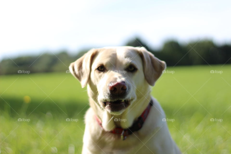 Portrait of a white dog