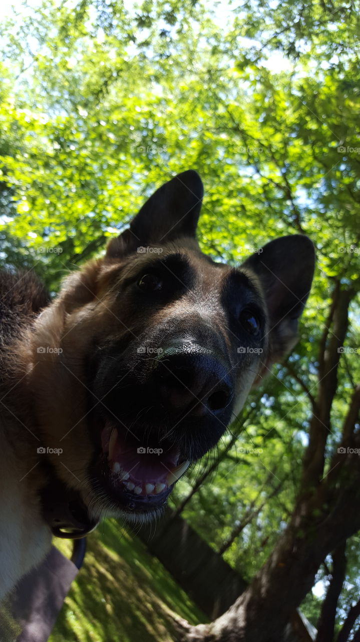 smiling German Shepherd