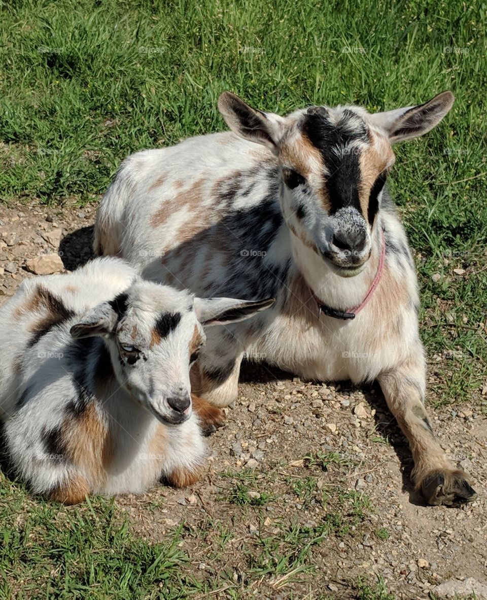 cute momma & baby goats together