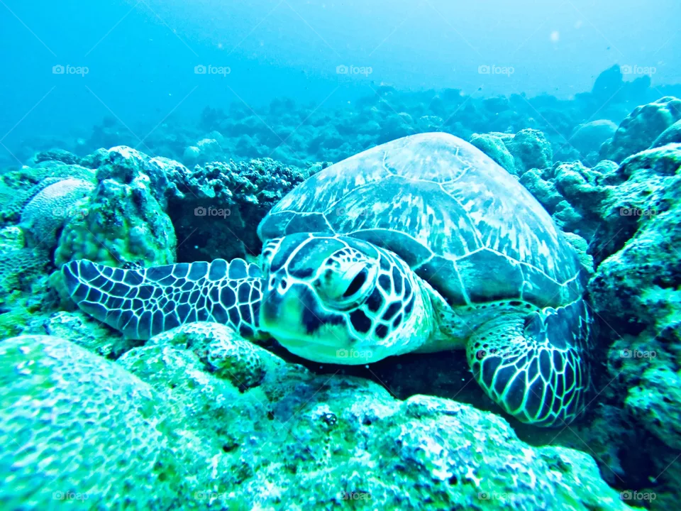Turtles