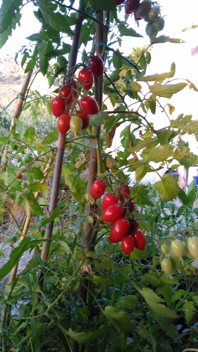Organic tomatoes