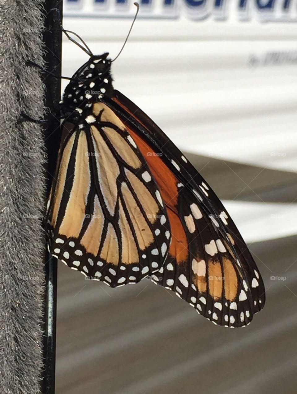 The Texas state insect, the Monarch Butterfly 