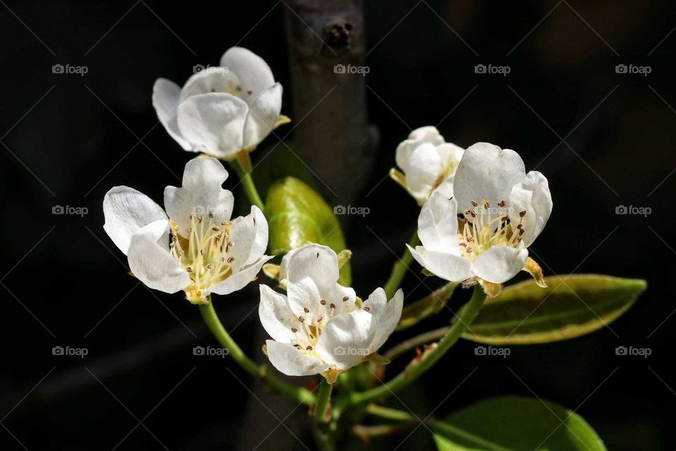 Little pear flower