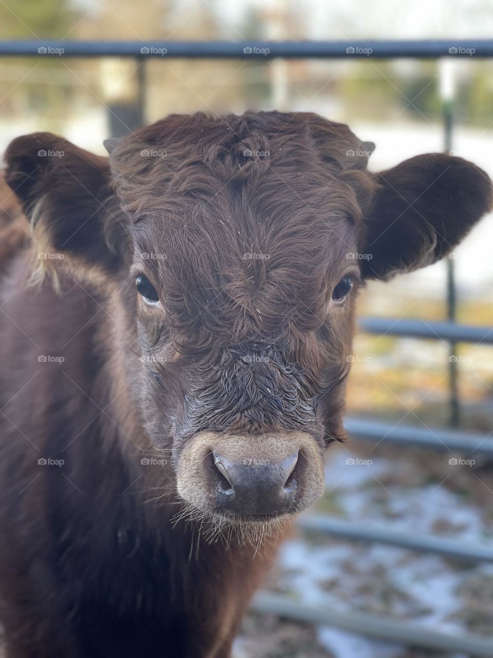 Our new adorable bull calf 