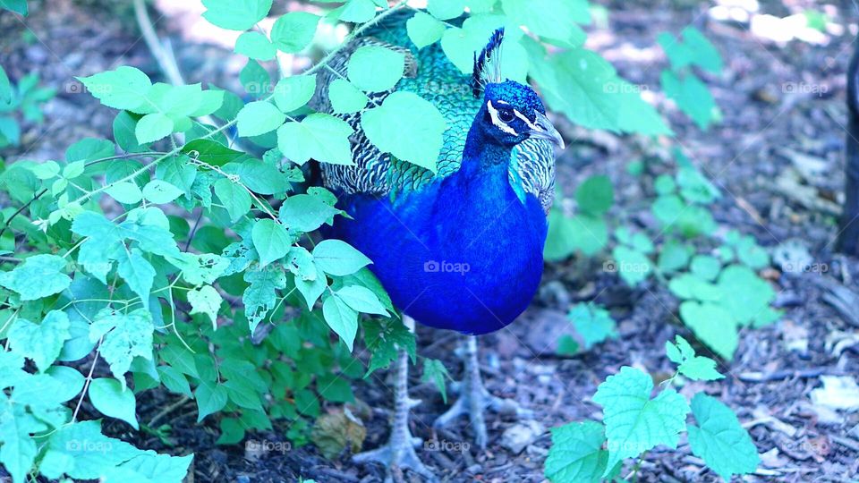 peacock.