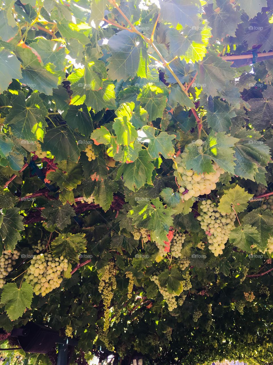 Grape arbor 