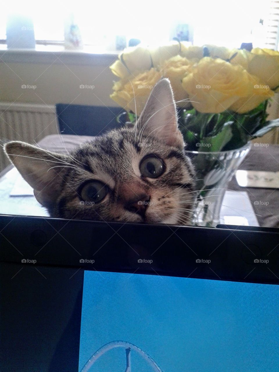 Cute Tabby Kitten!