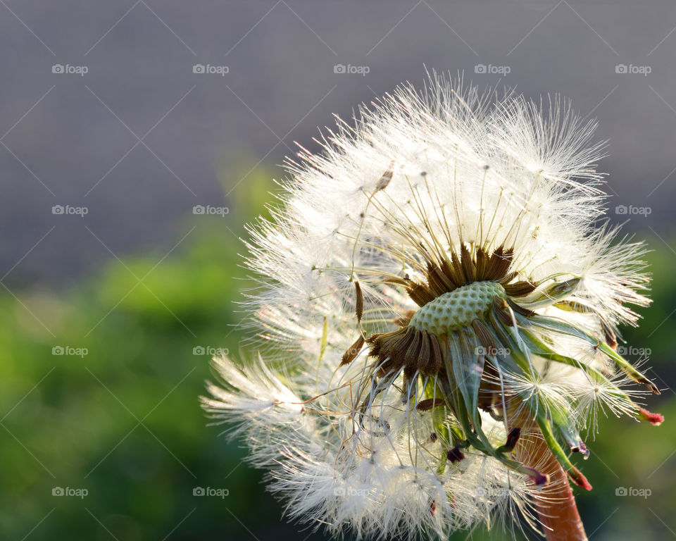 Dandelion, Nature, Flora, Flower, Summer