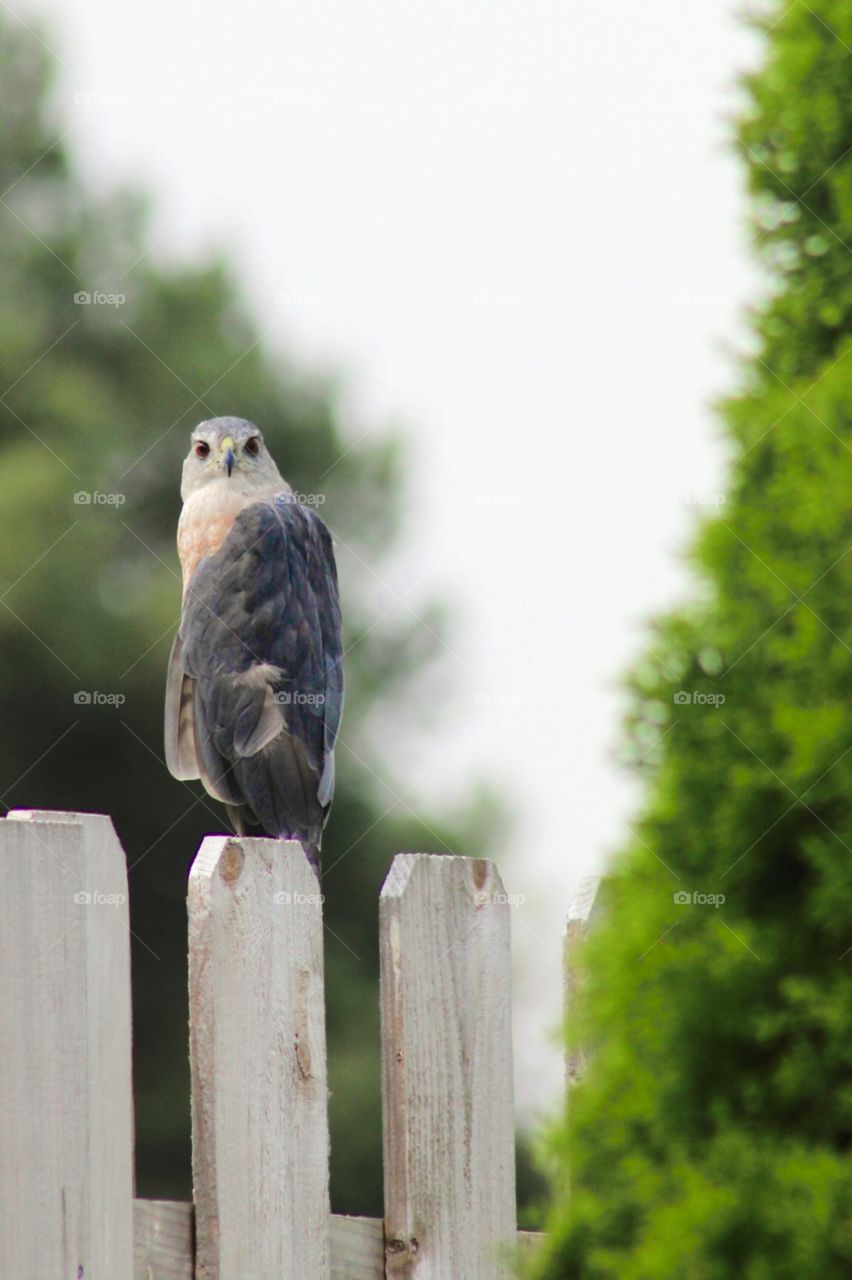 Peregrine Falcon