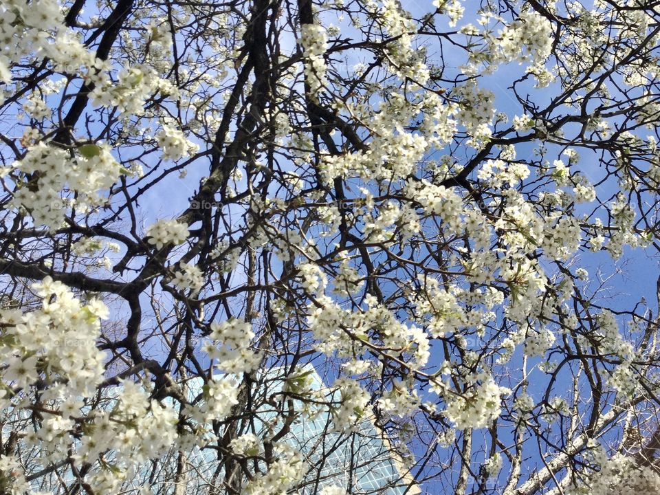 Beautiful  Spring in full bloom 