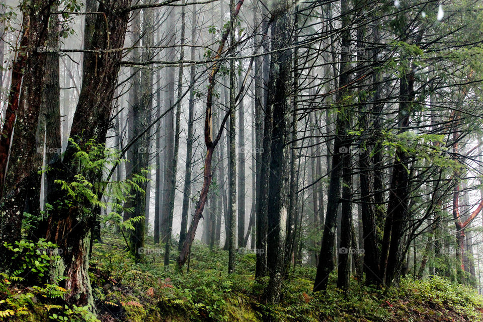 Scenic view of forest during foggy morning