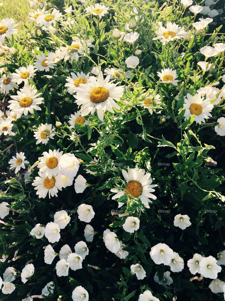 Happy flower. Perfect daisies. Yellow and white. Bloom. Blossom. Flower petals 