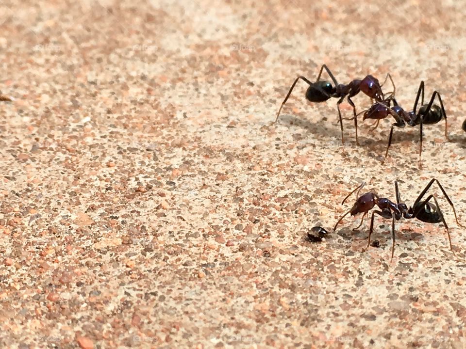Giant worker ants feeding from food source