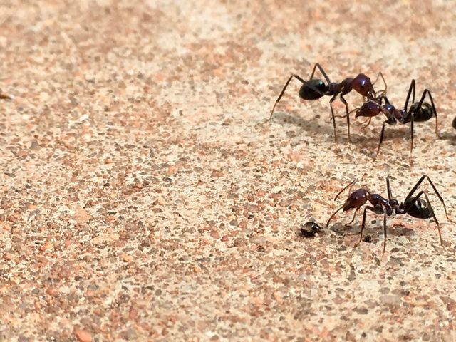 Giant worker ants feeding from food source