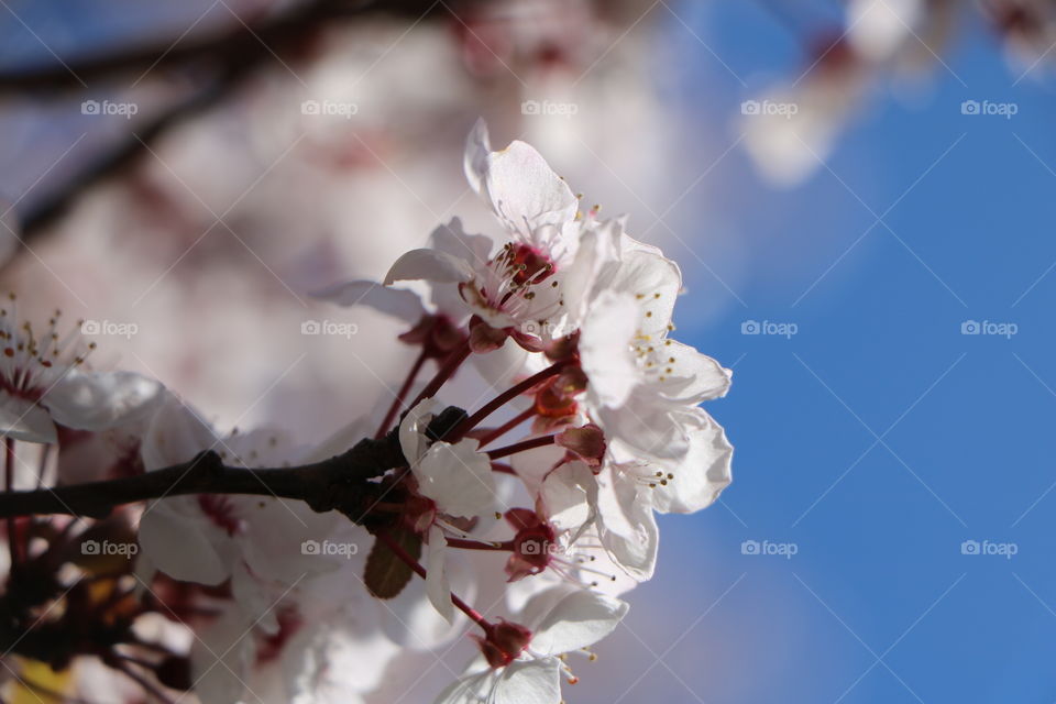 Cherry tree blossoming with white pretty flowers shining on a bright early spring morning 