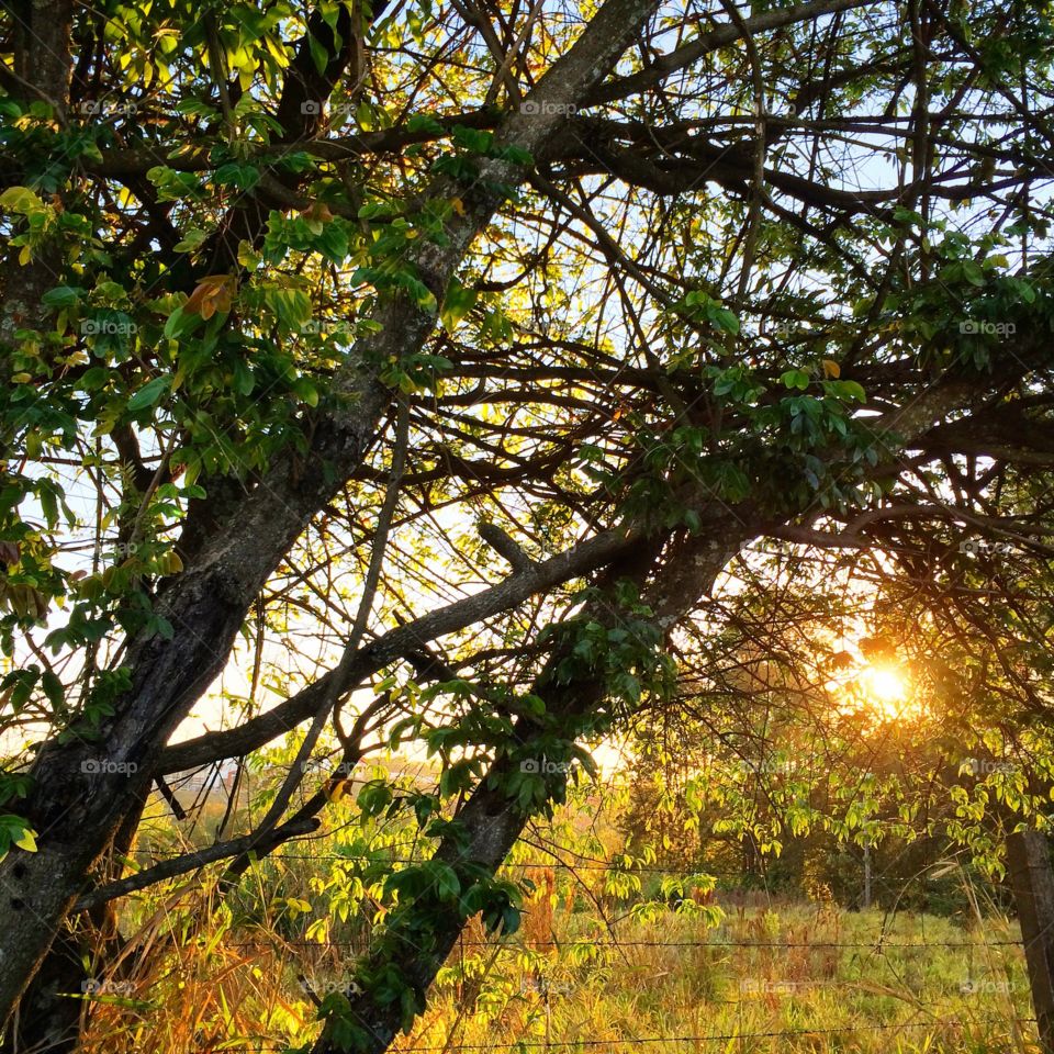 Uma simples paisagem do amanhecer de dia qualquer, com sol e com a generosidade da beleza da natureza! (parte 1)