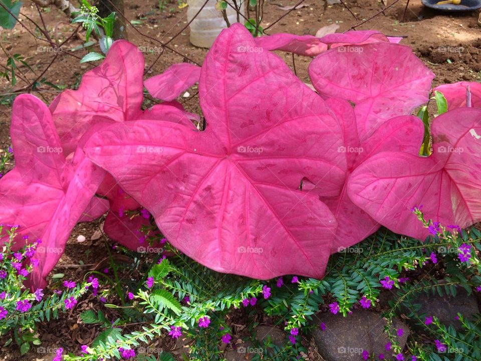 Pink leaves plants 