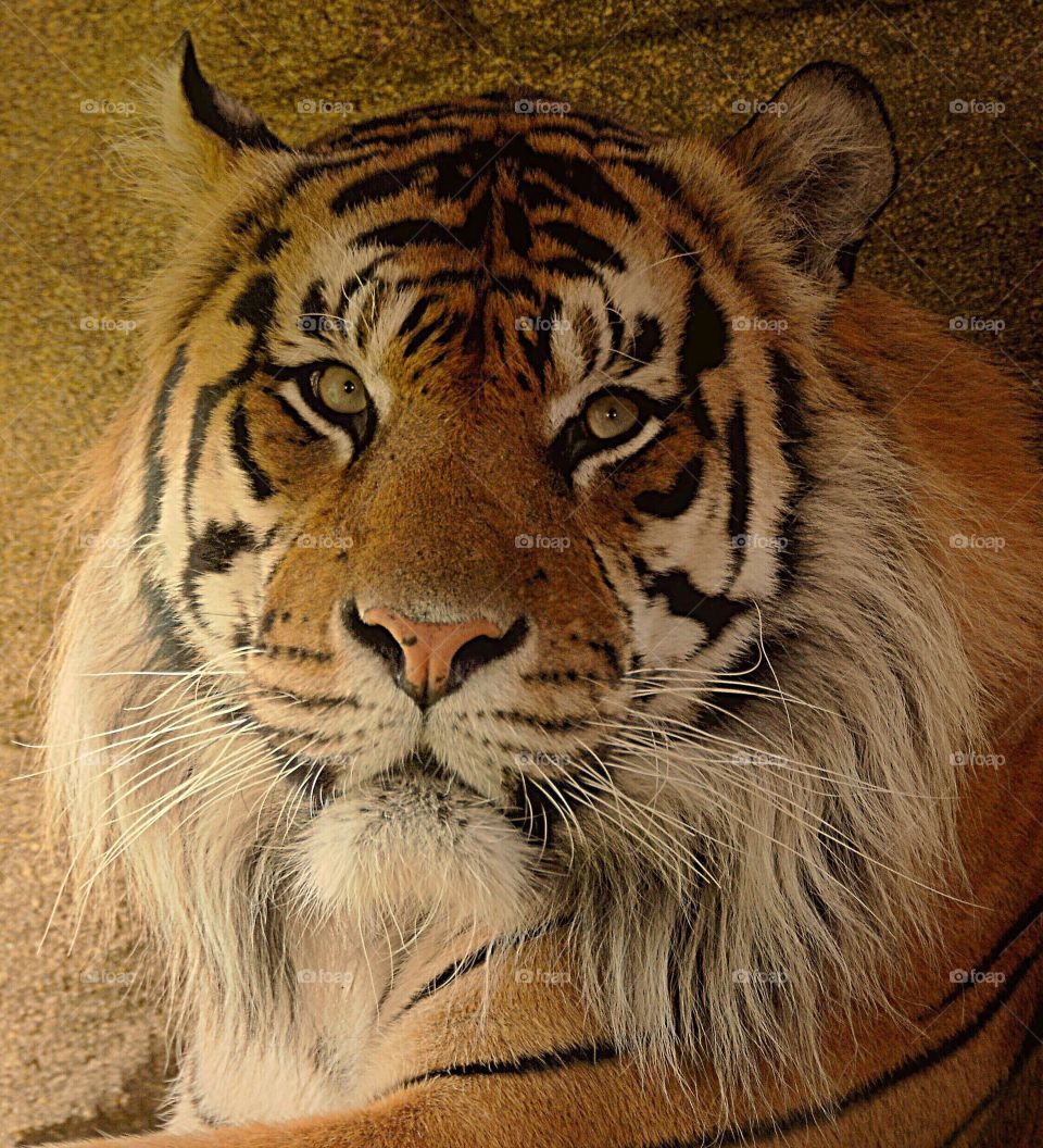 Facial portrait of a Siberian tiger.