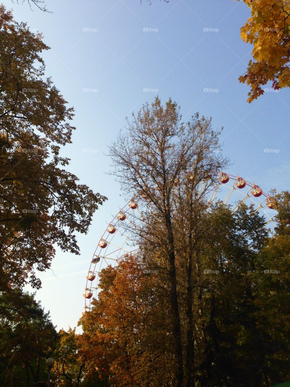 Autumn is here. Ferris wheel behind the tree 