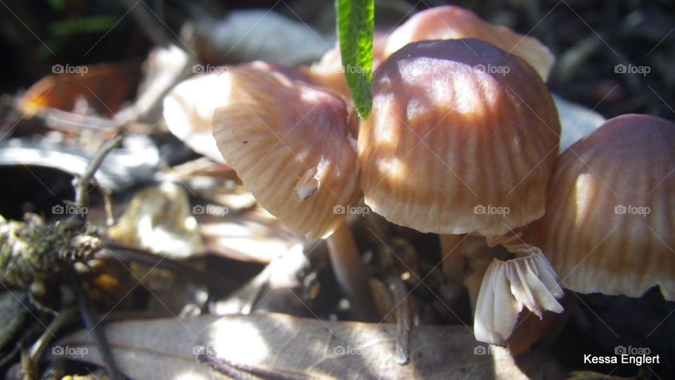 Early Spring in the Forest