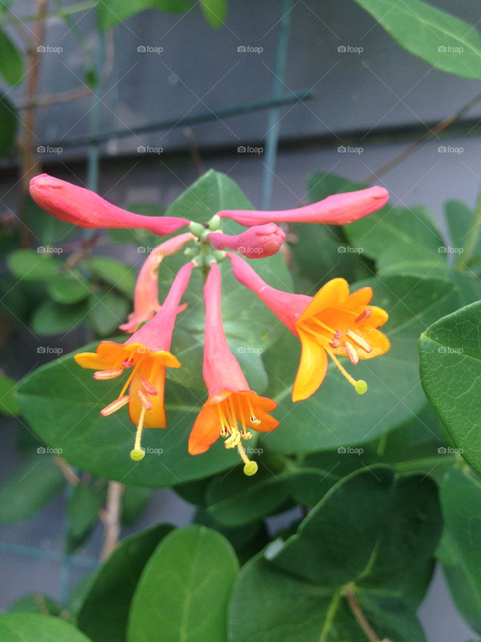 Honeysuckle 