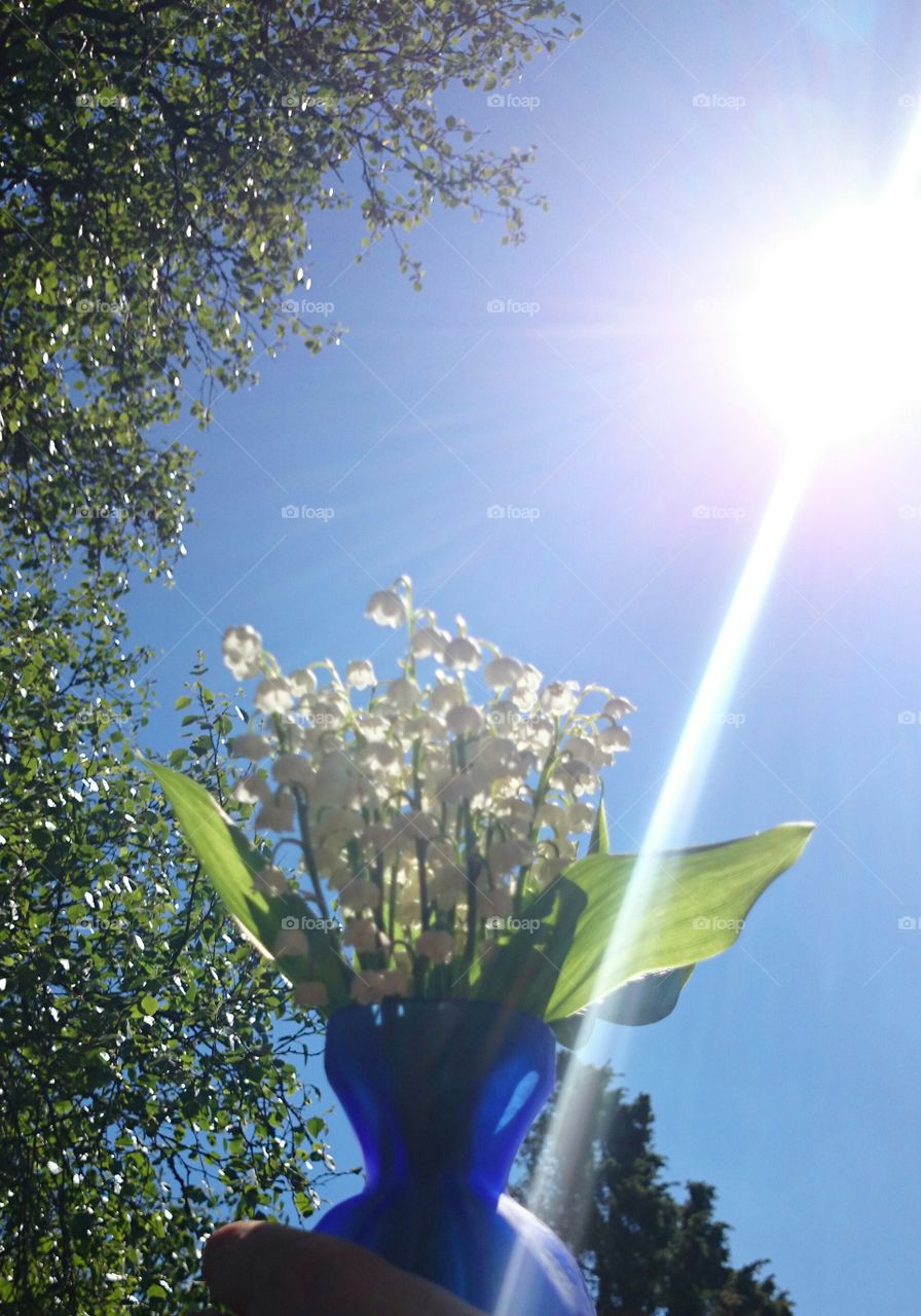 Sunray on flowers