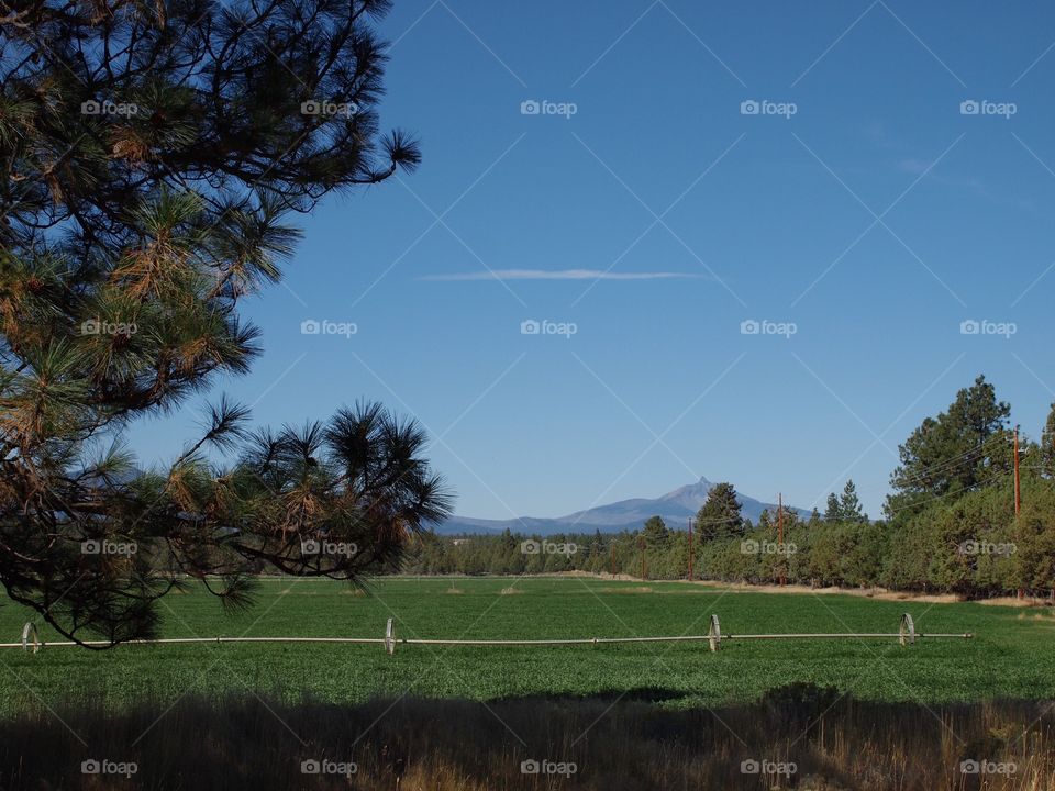 Irrigation wheel lines in a growing green farm field with Mt. Washington in the background and a ponderosa pine tree in the foreground on a beautiful sunny day in Central Oregon.