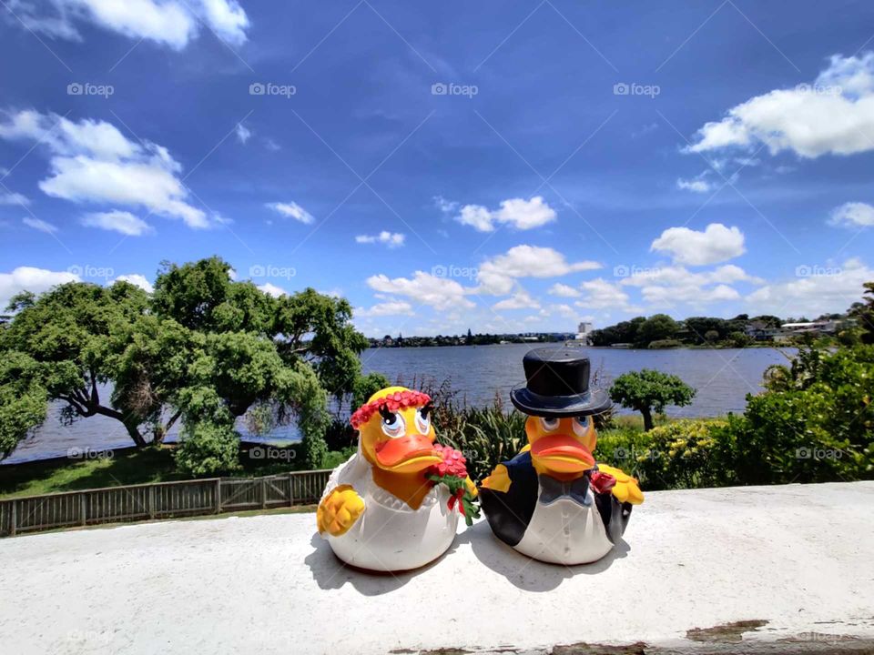 Honeymoon travels to New Zealand with the traveling ducks 