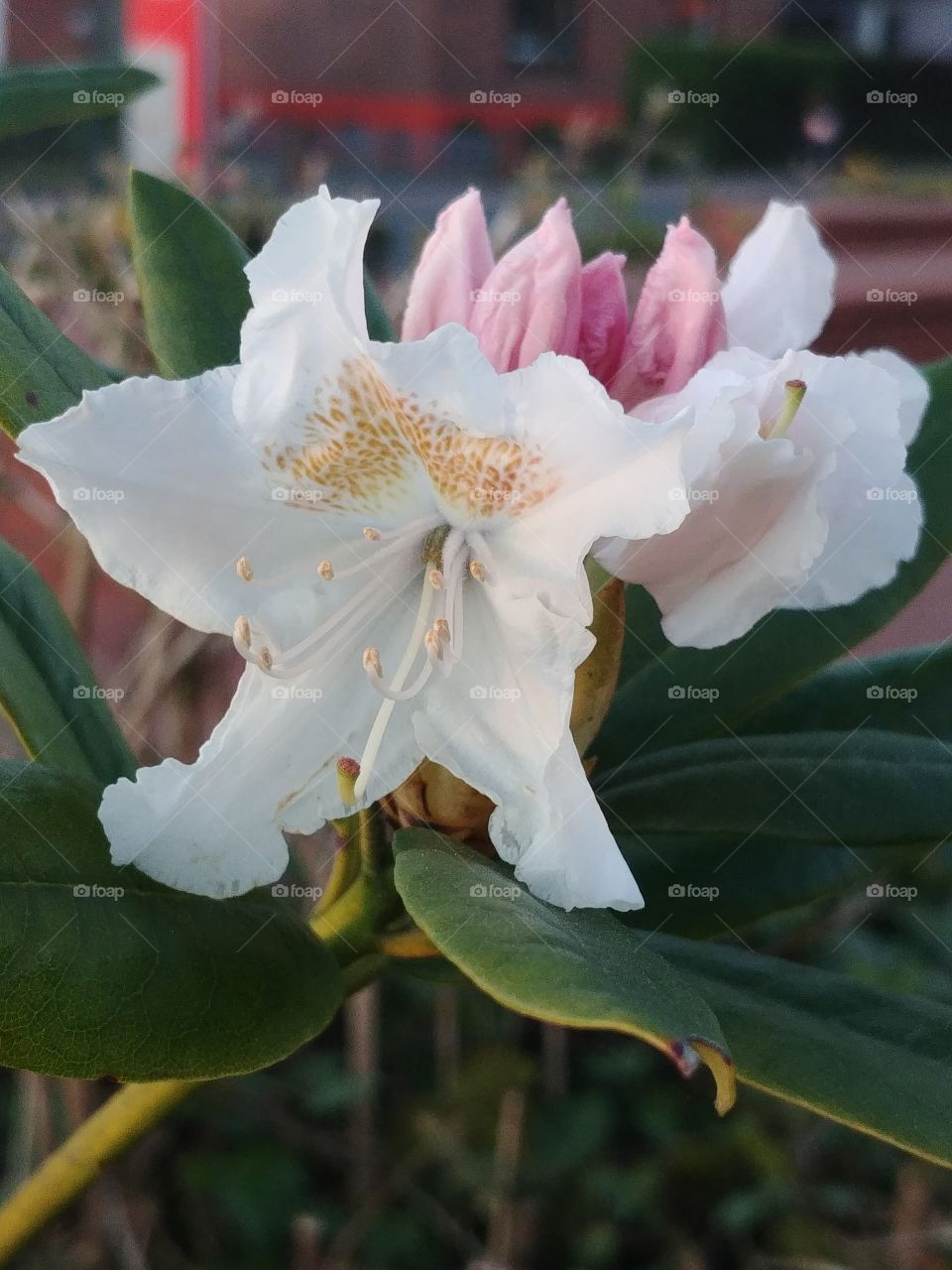blume weiß Frühling blühen. flower white