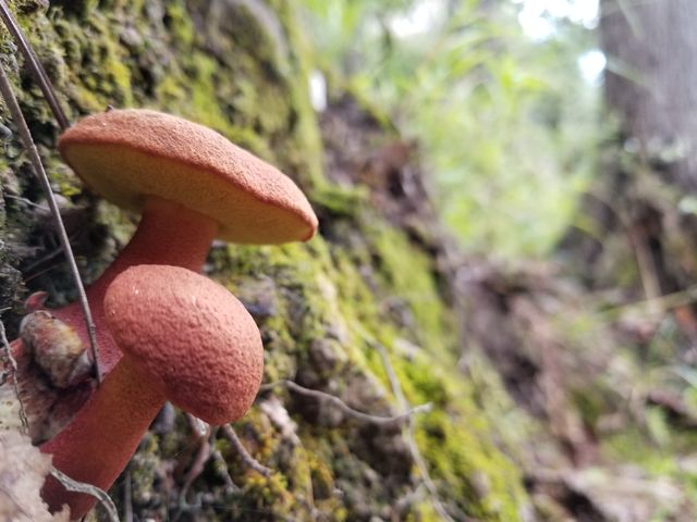 red mushrooms